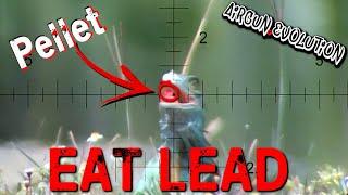 Iguana Head Shots | Eat Lead | #AirgunEvolution