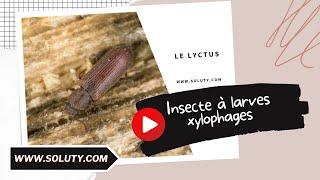 Le Lyctus (Lyctus Brunneus) : Insecte à larves xylophages.️