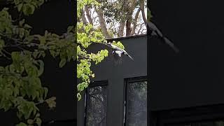 Out of here Magpie flight slow motion #birds #birdsofaustralia #bird #nature