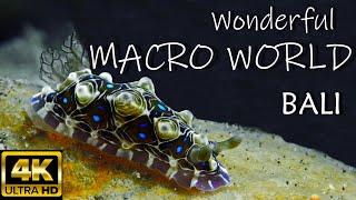 Underwater MACRO WORLD | AMAZING | Relaxing Music | BALI | 4K