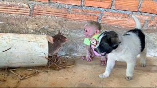 Baby monkey Moon needs puppy's help to catch mice