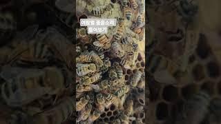 여왕벌 울음소리는 처음 들어볼걸요?#꿀벌 #양봉 #여왕벌 #울음소리 #곤충 #일상