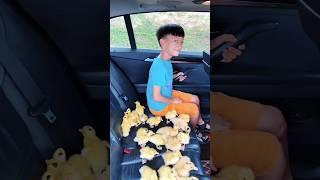 Little Duck,s Party #trending #viral #youtubeshorts #shorts #animal #shortvideo #baby #reels #kids