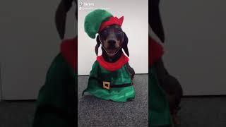 Run Free Tik Tok Challenge Christmas Dog Version