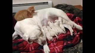  Now I have 7 dogs!  Funny video with dogs, cats and kittens! 