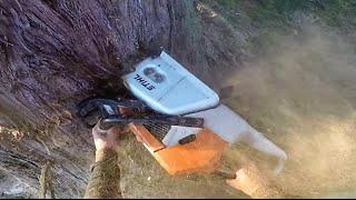 MS880 Bore/Plunge Cut Felling Large Dangerous Eucalyptus (Stringybark) - 4K Video