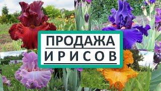 Продажа саженцев Ирисов Бородатых. Новинки ирисов, 500 сортов! Купить саженцы ирисов в Украине