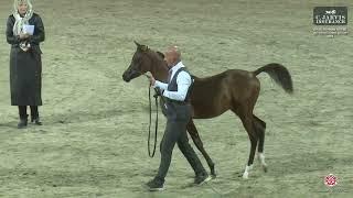 N 69 MESBAH WD   ERAB Arabian Horse International Show 2024   Colt Foals Class 2B