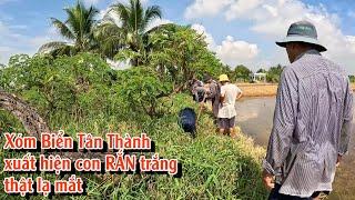 Xóm Láng Trong, Tân Thành, xuất hiện CON RẮN trắng kỳ lạ | TGSB #1015