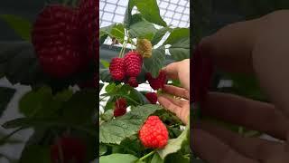 Picking  Raspberry Is Fun #satisfying #shortsvideo