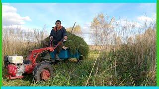 Лезу в подпол, заканчивается "зеленка" для коров и деревенские будни!