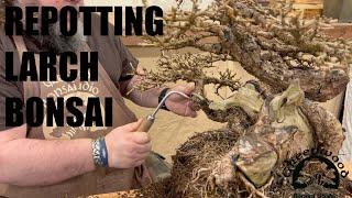 Repotting a Larch Bonsai - Greenwood Bonsai