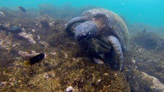 Snorkeling with Sea turtles - Galápagos