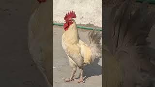 #shorts #vlogsinlife #cook #viral #voice #henfight #henvoice #123 #123go
