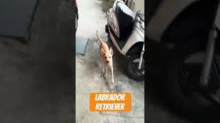 3 Months Labrador Retriever #whitelab #doglover #lablovers #labrador #dog #labradoor #puppy #lab