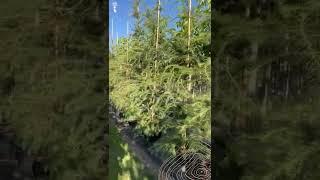 Europäische Lärche | Larix decidua