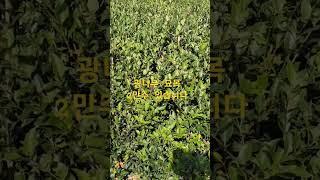 광나무 묘목 2만주 예약받습니다 #광나무 #나무 #상록수