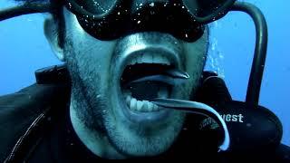 The Underwater Dentist