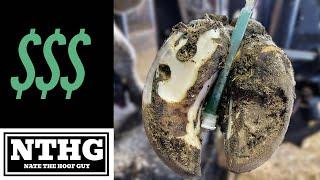 How much MONEY does a HOOF TRIMMER MAKE???