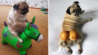 Funniest and Cutest Pug Dog Videos Compilation 2020 #1