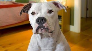 Funny American Bulldog Compilation