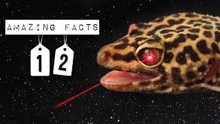 12 AMAZING FACTS ABOUT LEOPARD GECKOS