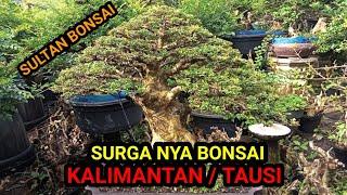 SURGANYA BONSAI KALIMANTAN