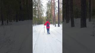 Walk through the winter forest