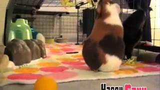 Easy Guinea Pig Hanging Treat Exerciser (or "DIY Cavy Boredom Blaster")