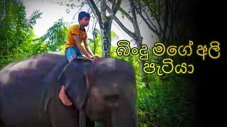 බිංදු මගේ අලි පැටියා | Bindu Mage Ali Patiya | Sinhala Kids Movie