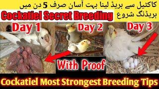 Cockatiel Top 5 Breeding Tips 2022 l Cockatiel Life time Breeding Formula, Cockatiel Breeding 3 Days