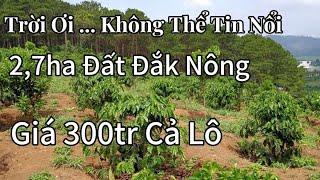 Giá Sốc! Đất Đắk Nông 2,7ha Chỉ 300 Triệu: Cơ Hội Không Thể Bỏ Lỡ!