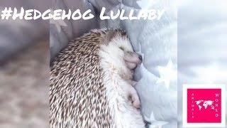  10 hours hedgehog  lullaby: Fast method to fall asleep 