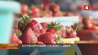 КЛУБНИЧНЫЙ СЕЗОН - 2024