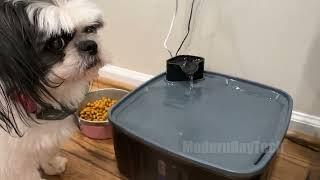 Say Goodbye to Daily Water Bowl Refills: Meet the KittySpout Dog Fountain!