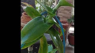 Beautiful,hanging plant callisia fragrans#varinderjit#vlog#andgardening#channel