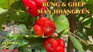 Bứng và ghép mận Hoàng Yến | Expert Tip: How to Graft Hoang Yen Plums with Plums