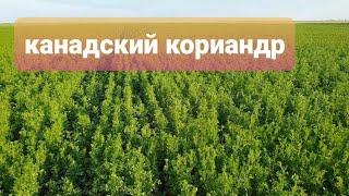 Канадский кориандр, новая культура для нас