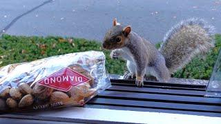 Squirrels' reactions to a bag of nuts