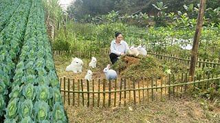 Cabbage Harvest, Market Day, Rabbit House Building