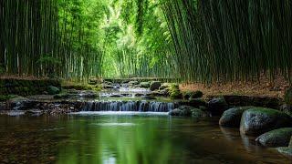 Relaxing Babbling Brook in Bamboo Grove Sounds | Nature Sounds For Sleeping  | White Noise |