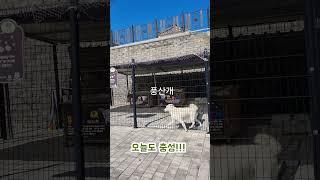 # 고성 통일 전망대에서 만난 풍산개 # 유튜브세상이영숙 #4050런#성북50+센터