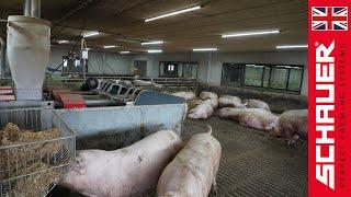 Kruisem farm in Flanders - A large and professional sow-farm!