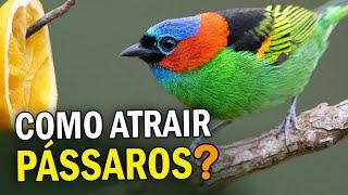 Como ATRAIR PÁSSAROS para o quintal? Comedouros atrapalham ou ajudam as aves?