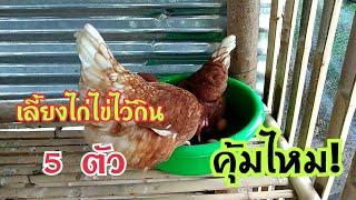 เลี้ยงไก่ไข่ไว้กิน คุ้มจริงไหม!