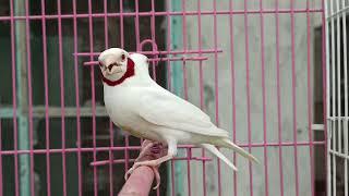 Albino cut throat  breeder pair | Ibrahim birds farm