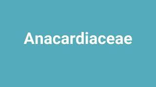 'Anacardiaceae' Meaning and Pronunciation