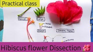 Dissection of Hibiscus Flower Practical Class 11 //China Rose Dissection Experiment  #practical