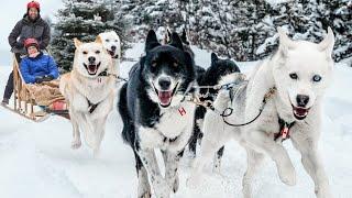 Our Incredible Dog Sledding Experience in Canada