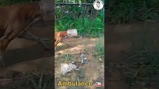 New Funniest  short video   Ambulance  dog funny#shorts